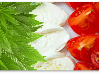 Итальянский парламент планирует рассмотрение вопроса легализации марихуаны