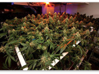 Плюсы выращивания канабиса на гидропонике