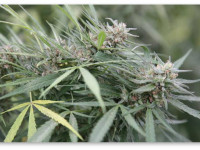 Почему у меня в шишках появляются семена?