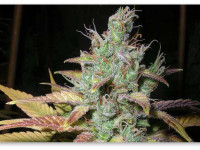 Конопля желтеет в конце цветения? Скорее всего, это нормально