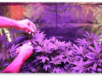 США: Еще один довод в пользу легализации марихуаны