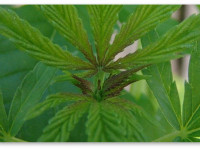 Почему стебли и листья становятся фиолетовыми