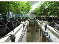 Советы новичкам по удобрению конопли