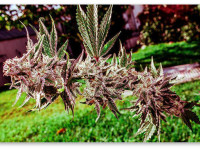 Оптимальная влажность почвы и частота полива марихуаны