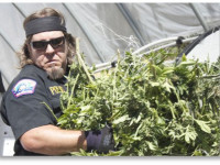 Большинство сотрудников полиции хотят реформы законов о марихуане