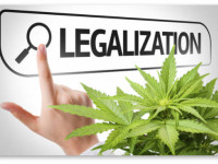 Соединенные Штаты Каннабиса: Обзор легальности марихуаны по штатам США