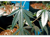 7 полезных гаджетов для гровера с технической жилкой