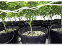 Прищипывание и обрезка конопли. Разбираем 'за' и 'против' Прищипывание и обрезка конопли. Разбираем 'за' и 'против'