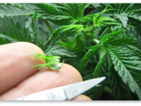 Вопросы и ответы: Прищипывание и обрезка конопли