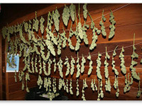 Как пролечка влияет на психоактивность и характер хая