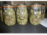 Какие шишки лучше отправлять на пролечку с Boveda - влажные или сухие?