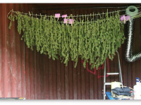 Можно ли пролечивать шишки в бумажных пакетах