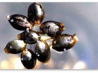 Проращивание семян в почве: Оптимальная температура и суточный цикл