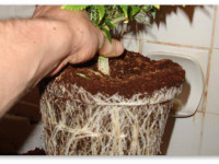 Проращивание семян в больших горшках и проблема перелива