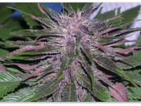 Фиолетовая конопля. Почему появляется этот оттенок и как его усилить? Фиолетовая конопля. Почему появляется этот оттенок и как его усилить?