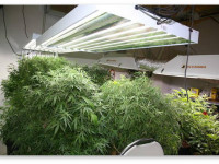 Феминизированные или регулярные семена на мамку?