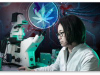 Национальный институт рака США: Конопля убивает раковые клетки