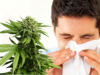 Аллергия на марихуану: Редко, но бывает