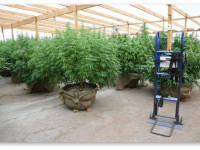 Использование садовой почвы для индорной конопли