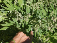 Насколько далеко разлетается пыльца от дички?