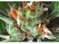 Коротко о сативах: Их происхождение, культивирование, характер хая и медицинские свойства