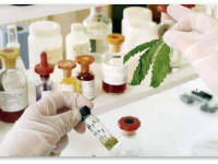 Лекарство из конопли уменьшает частоту эпилептических припадков вдвое