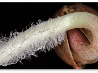 Семена конопли. Из Конопляной Энциклопедии Хорхе Сервантеса