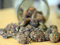 Как определить качество конопли