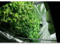 Как приспособить шкаф под выращивание конопли