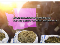 Штат Вашингтон: Почему легализация медицинской марихуаны резко снизила незаконный оборот