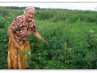 Словения: Здравый смысл берет верх - разрешена продажа экстрактов конопли