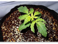 Определяем проблему конопли по симптому. Дефицит железа