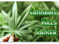 Исследование: Синтетический ТГК убивает раковые клетки