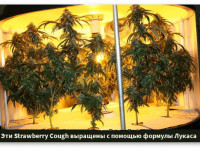 Удобрения для конопли в гидропонике по формуле Лукаса (на примере GH Flora)