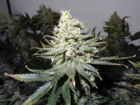 Шишки все никак не созреют. В чем может быть дело?