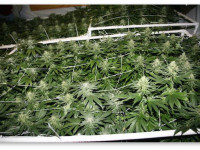 Что лучше для большой SOG-плантации - гидропоника или почва?