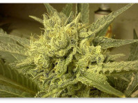 Сорта конопли с высоким содержанием ТГКВ