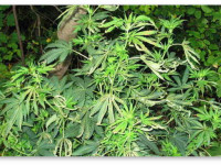 Что вызывает стресс у конопли?