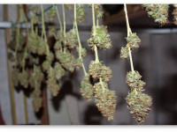 Некоторые замечания по сушке и пролечке марихуаны