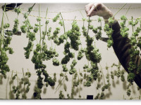 Оптимальные температура и влажность для сушки конопли