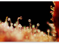 Как сушка влияет на содержание терпенов в марихуане?