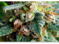 О выращивании конопли из собственных семян (советы новичкам)