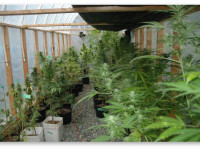 Как заставить коноплю отцвести до первых морозов Как заставить коноплю отцвести до первых морозов