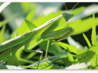 Ваш любимый терпен (ароматическое вещество) в конопле?