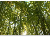 Главное растение планеты. Что может дать человечеству техническая конопля?