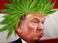 США: Законодатели бьются за отмену федерального запрета на коноплю