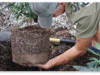 Пересадка при выращивании конопли. Зачем, когда и как ее делать?