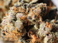 Наука: Правильные сорта конопли для похудения