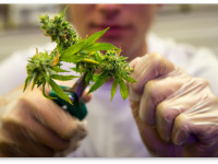 Триммиграция: Тысячи молодых людей приезжают в Калифорнию на обработку урожая конопли