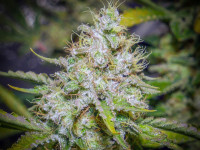 Pyramid Seeds: Египетская сила!... Это же Tutankhamon!